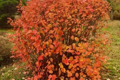 Best of Fothergilla