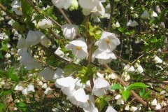 Best of Halesia