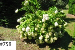 Best of Hydrangea