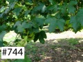 0744