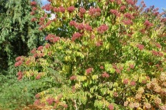 Best of Heptacodium