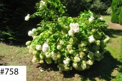 Best of Hydrangea