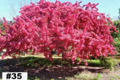 Best of Malus