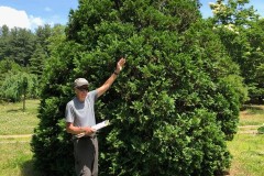Best of Thuja